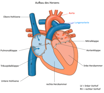 Systolischer und diastolischer Blutdruck - Zwei Werte für den Blutdruck?